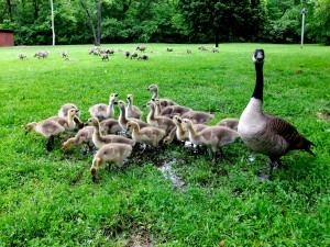 Cristal Lake Park@Urbana, May28, 2011