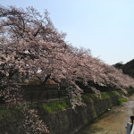 Sakura@Kyoto, March30, 2013