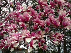 Magnoliaが満開に＠Champaign, March24, 2016