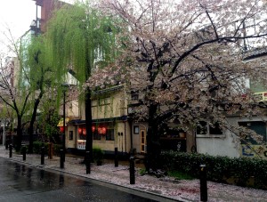 春の突風に＠Kyoto, April7, 2016