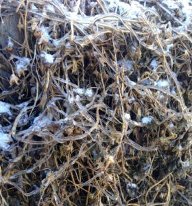 地面も草木も氷の世界＠Champaign, Dec.19, 2016