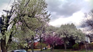 春の華＠St. Louis, April2, 2015