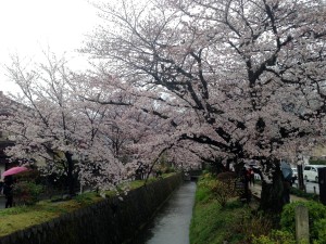 雨の日、櫻＠Kyoto, April1,2016