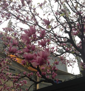 花は確かにJapanese Magnolia@Kobe, April1, 2016