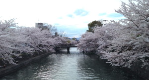 Sakura@Sosui, Kyoto, April3. 2014