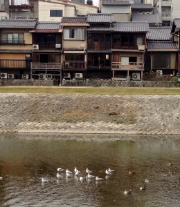 もう、ゆりかめも＠Kamogawa, Kyoto, Nov.05, 2014