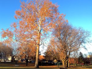 眩しく晴れた日の公園＠Champaign, Dec.27, 2016