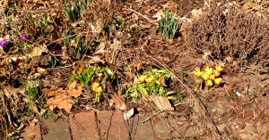 春が来た＠Champaign, March17, 2015