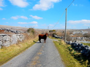 カウンティクレアの延々と続く田舎道を歩いていたときの一枚。アイルランドでは町を出るとすぐに牛や羊や馬と出会います。普通は道の真ん中には居ないのですが・・・・。@Ireland2013, by Shimizu 