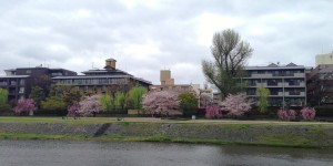 桜と柳＠Kyoto,April7